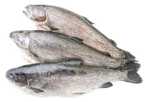 Trout on a white background, isolated. The view from top Stock Photos