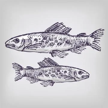 Trouts in the cold water Stock Illustration