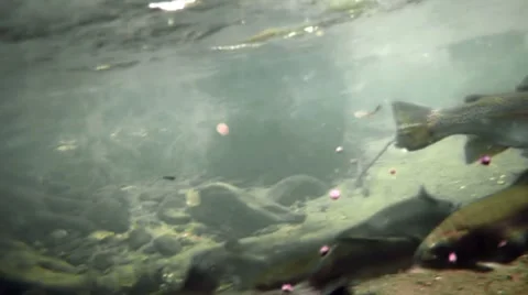 Trouts Eating Underwater Stock Footage 8526947