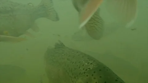 A trouts life 库存影片 125718449