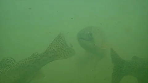 A trouts life Stock Footage 125718497