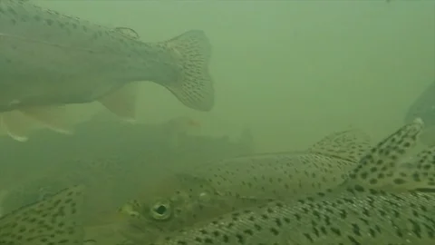 A trouts life Video stock 125718542