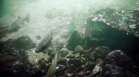 Trouts Underwater Stock Footage 8526877