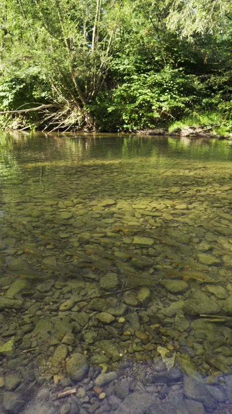 Trouts in a wild, clear mountain river. Vertical view. Fish in the water. Stock Footage 316795870