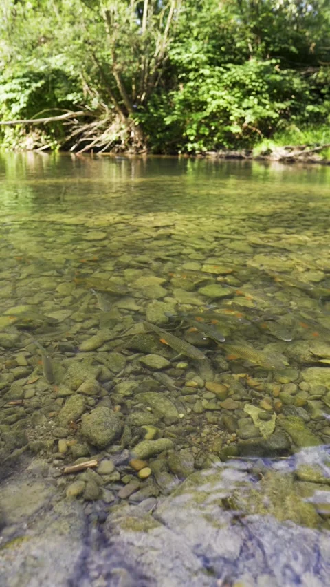 Trouts in a wild, clear mountain river. Fish in the water. Feeding the fish. Stock-Footage 316852534