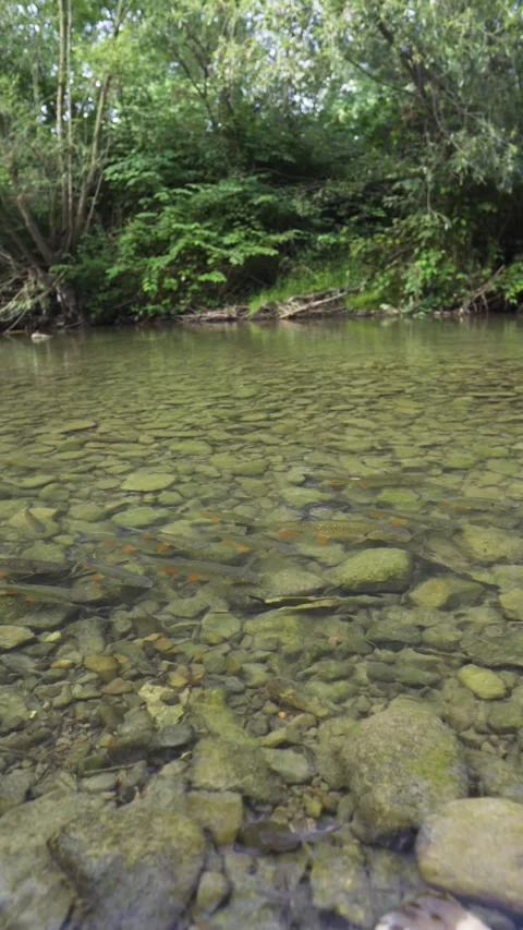 Trouts in a wild, clear mountain river. Vertical view. Fish in the river, Stock-Footage 316852546