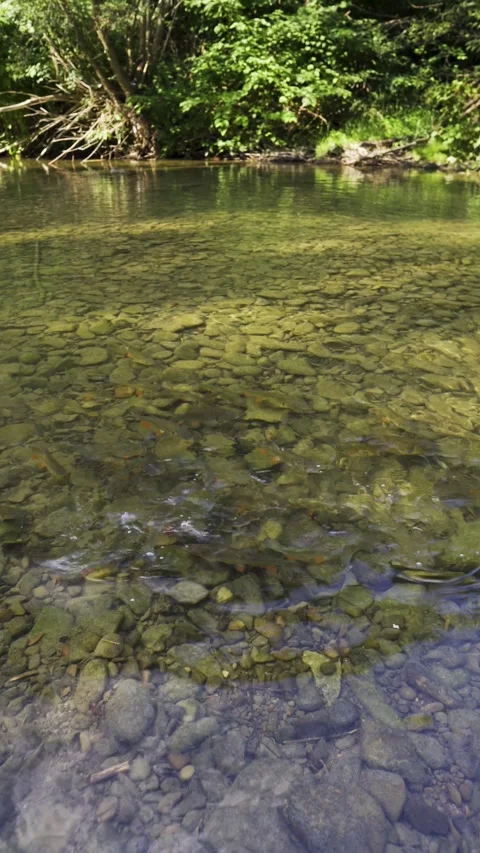 Trouts in a wild, clear mountain river. Fish in the water. Feeding the fish. Stock-Footage 316852569