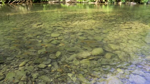 Trouts in a wild, clear mountain river. Fish in the water, Brenna, Upper Stock-Footage 316852580