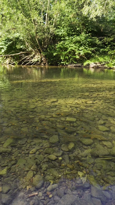 Trouts in a wild, clear mountain river. Vertical view. Fish in the water. Top Stock-Footage 316852594