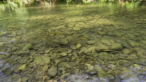 Trouts in a wild, clear mountain river. Fish in the water. Feeding the fish. Stock-Footage 316852600