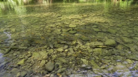 Trouts in a wild, clear mountain river. Fish in the water. Top view of fish in Stock-Footage 316852604