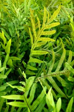 Trpical foliage Fotos Stock