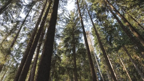 Trre crown Stock Footage 122167529