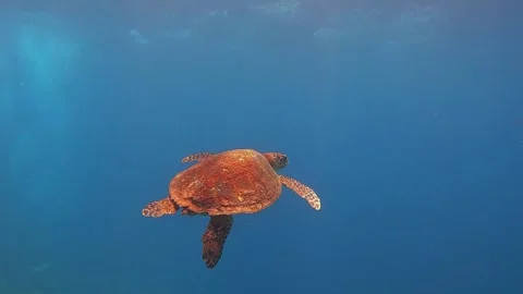 TRSM TURTLE HANDHELD SHOT UNDERWATER V02 CJ Stock Footage 325468746