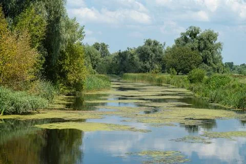Trubizh River. A river with willows and duckweed on a sunny summer day Stock Photos