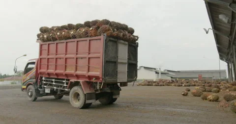 Truck depositing oil palm fruits, Indonesia, South-East Asia, Asia Stock Footage