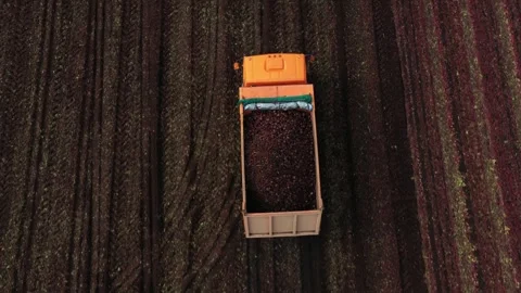 Truck driving through beetroot field and carrying the beet harvest, top view Stock Footage 244799931