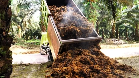 Truck Dumping Empty Fruit Bunches for Fertilizer in Palm Oil Plantation Stock-Footage 331861146