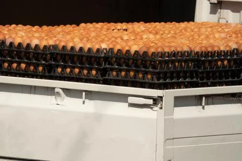 A truck is filled with eggs Stock-Fotos