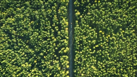 Truck going forest road, vertical drone aerial view, green lush woods Video stock 287943368