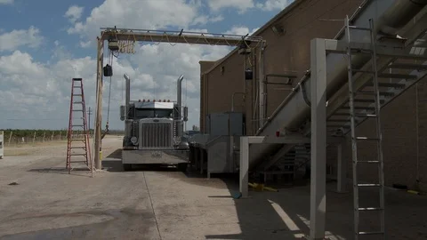 Truck load of grapes positioned for unloading, 4K. Stock Footage 93734694