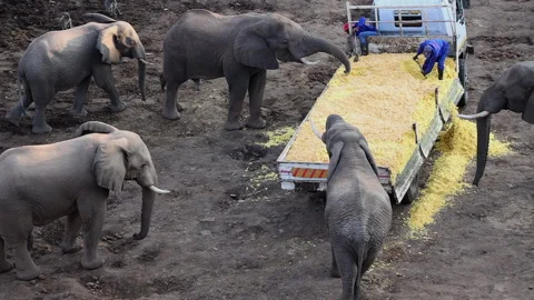 Truck load of orange pulp from citrus orchard attracts hungry elephants Stock Footage 345331133