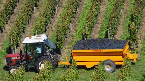 Truck loaded with freshly picked grapes Stock Footage