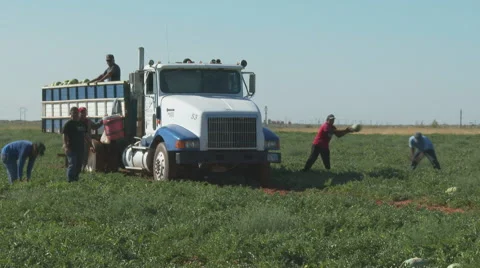 Truck loaded with melons Stock Footage 51227892