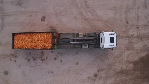 A truck loads a container of oranges Stock Footage 167733776