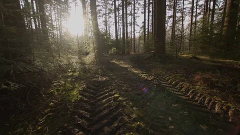 Truck Tire Trail In Mud After Chopping Trees Down. Stock Footage