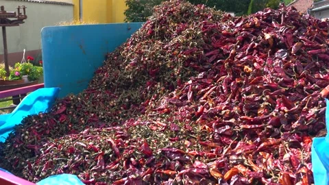 Truck transporting a large volume of dried red peppers and their removed stems Stock Footage 333530468