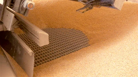 A truck unloading corn to a moat. Stock Footage 63167828