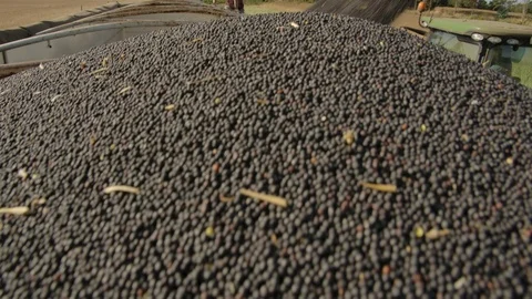Truck unloading grains Stock Footage 125070365