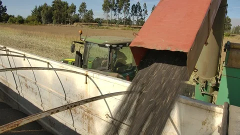 Truck unloading wheat Stock Footage 125068584