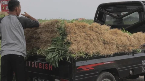 Truck of Vegetable Stock Footage 122182739