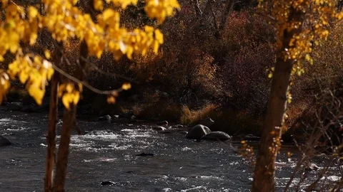 Truckee River with Out of Focus Fall Trees in Slow Motion Stock Footage 118956186