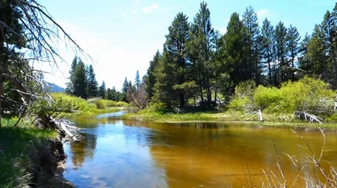 Truckee River Through Tahoe Pine Forest Видео 39420180