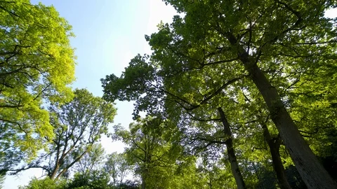 Trucking tracking shot under tress with bright green colors Stock Footage