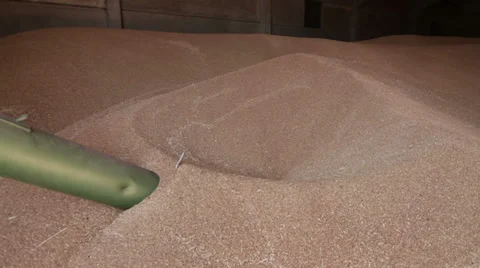 Trucks loading cereal seeds. Stock Footage 27481349
