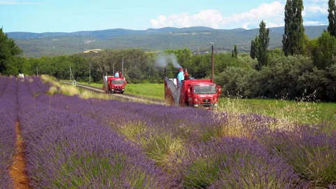 Trucks passing through lavender fields. Stock Footage 170003909