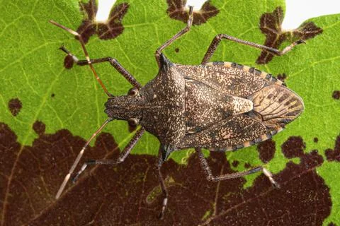 True bug Foto stock