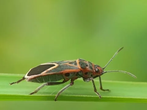 True bug Stock Photos