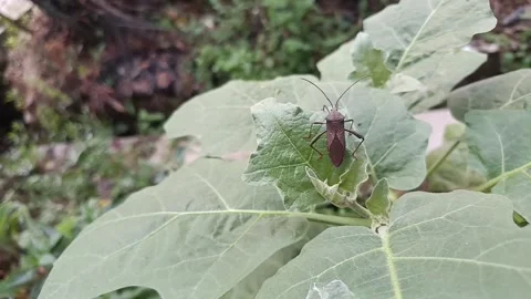 True Bug Resting on Young Eggplant Leaf Stock Footage 346755983