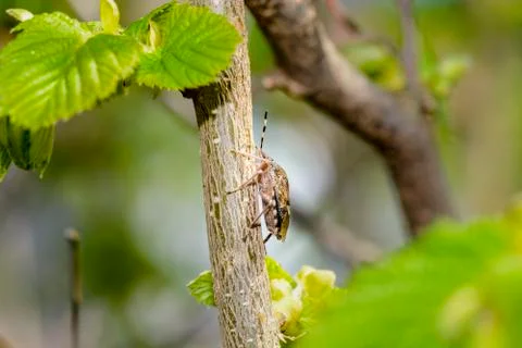 True bugs on a branch Stock Photos