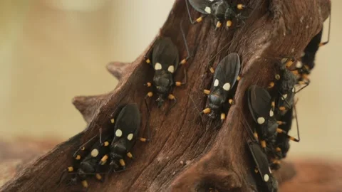 True bugs on a log Stock Footage 165254996