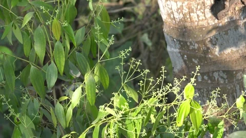 True Cinnamon Tree Leaves and Flower Stock Footage 299729829