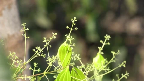 True Cinnamon Tree Leaves and Flower 動画素材 299732130