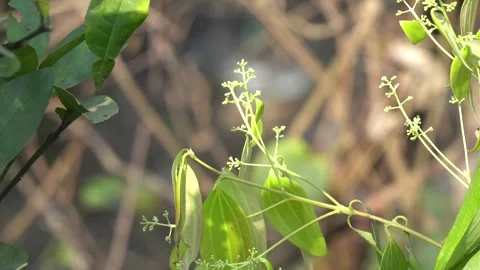 True Cinnamon Tree Leaves and Flower Stock Footage 299732288