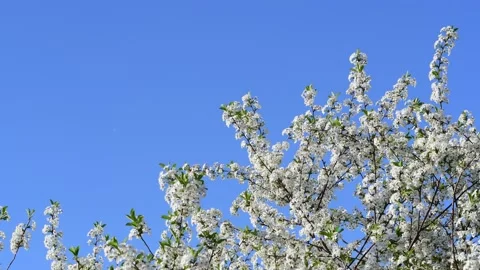 True color close view of cherry tree flowers on a blue sky background Stock Footage 108225699