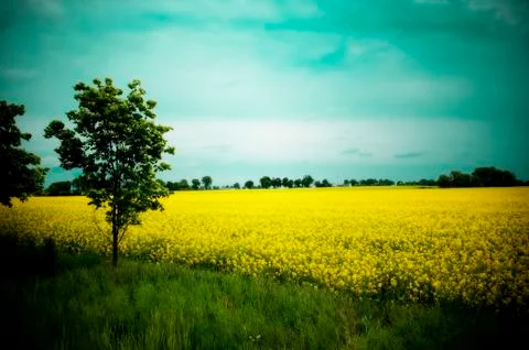 True color Stock Photos